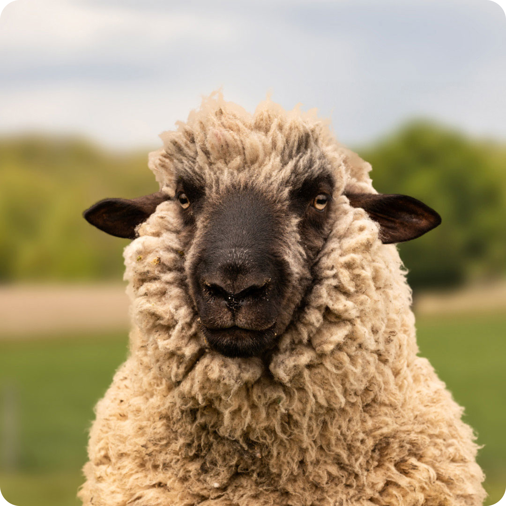 Gey Rams Rainbow Wool | Farm